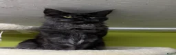 Maine Coon cats for stud: Maine coon stud - Advert 6