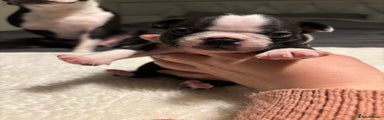 Boston Terrier Puppy 1