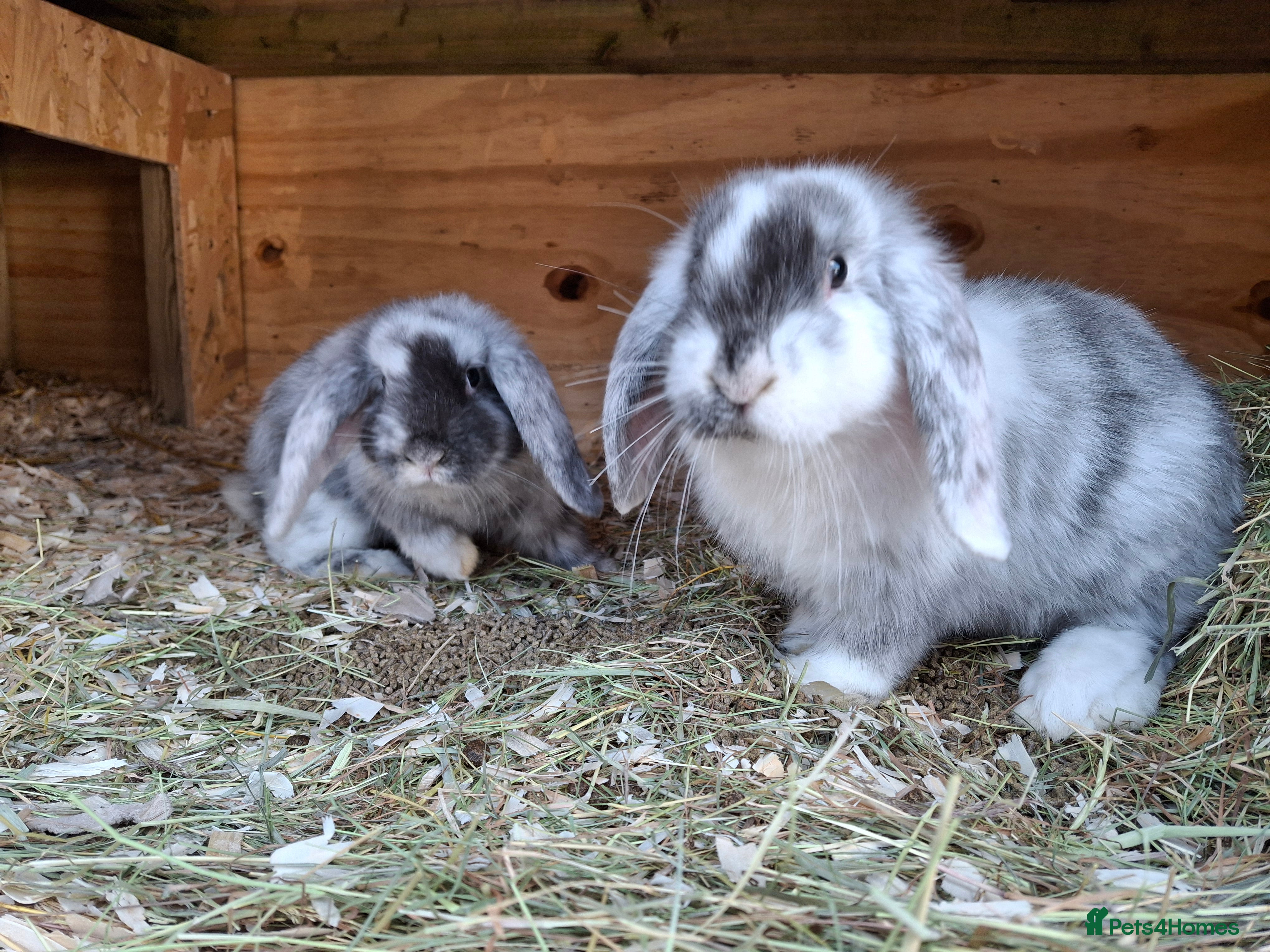 Mini Lop rabbits Young lop bunnies  - Advert 1