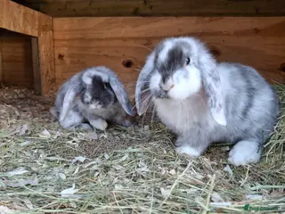 Mini Lop rabbits Young lop bunnies - Advert 1