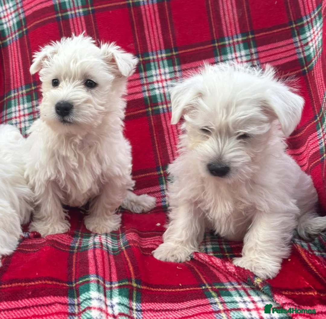 West Highland Terrier dogs for sale: KC AND HEALTH TESTED WEST HIGHLAND PUPPIES in Hyde - Advert 5