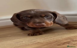 Miniature Dachshund dogs for sale:  Chocolate and tan miniature Dachshund  - Image 1