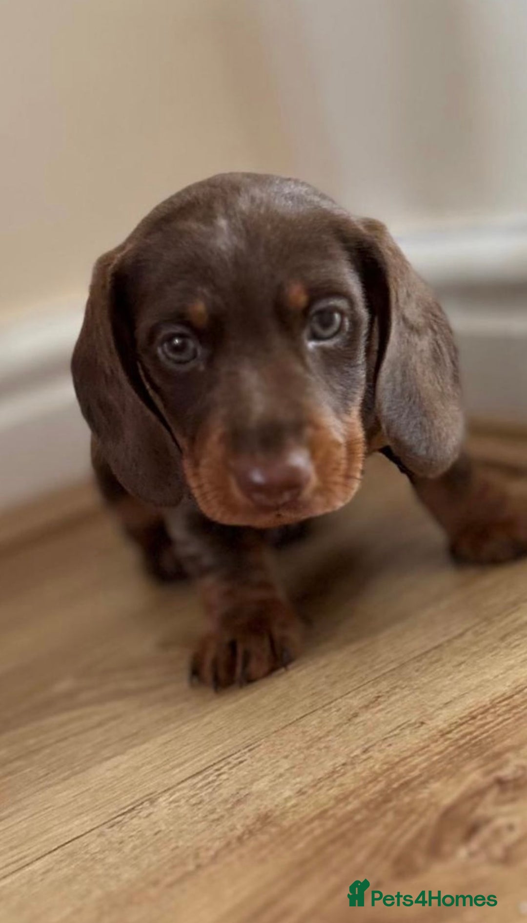 Miniature Dachshund dogs for sale:  Chocolate and tan miniature Dachshund  - Image 1