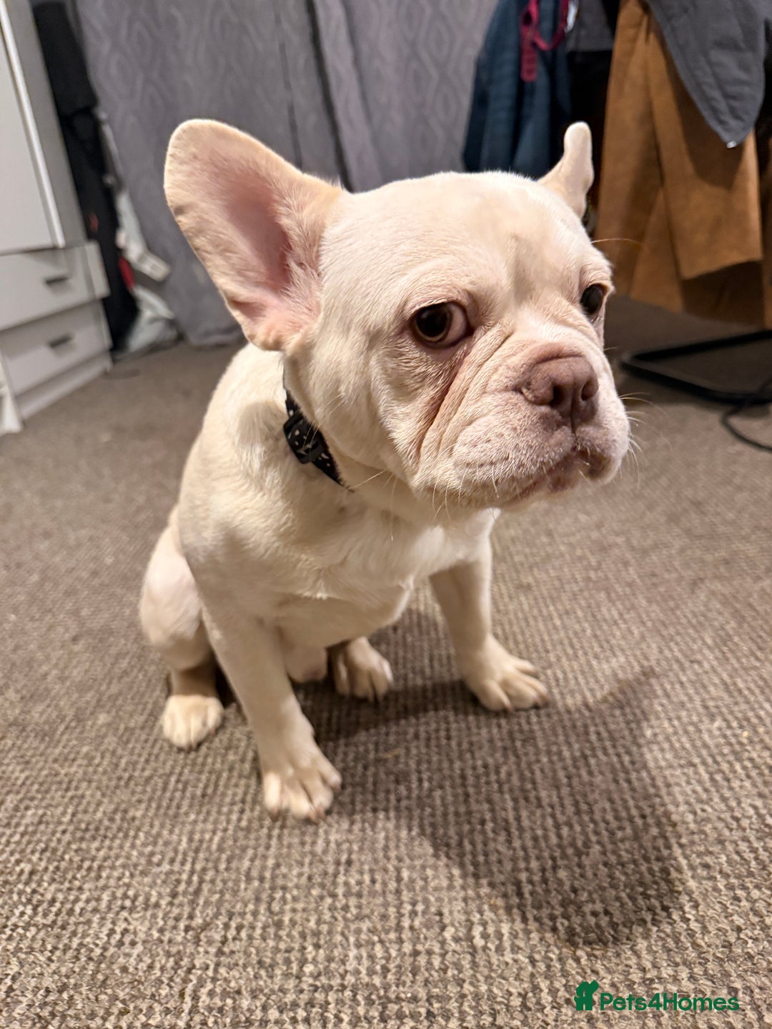 French Bulldog dogs for sale: Pablo  - Advert 9