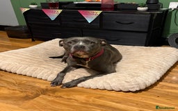 Mixed Breed dogs for sale: Re homing my dogs - Image 2