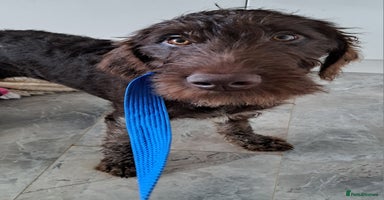 Mixed Breed dogs in Cumnock - Advert 7