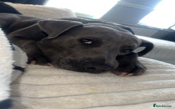 Mixed Breed dogs for sale: Beautiful Blue lab cross  - Image 3