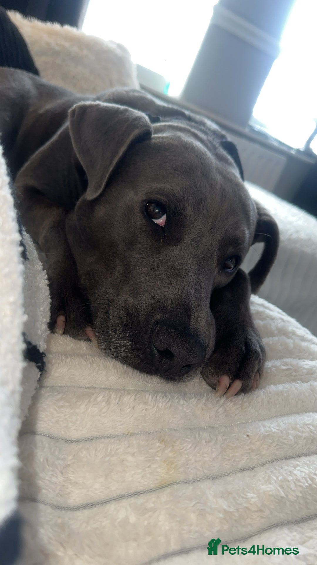 Mixed Breed dogs for sale: Beautiful Blue lab cross  - Image 3