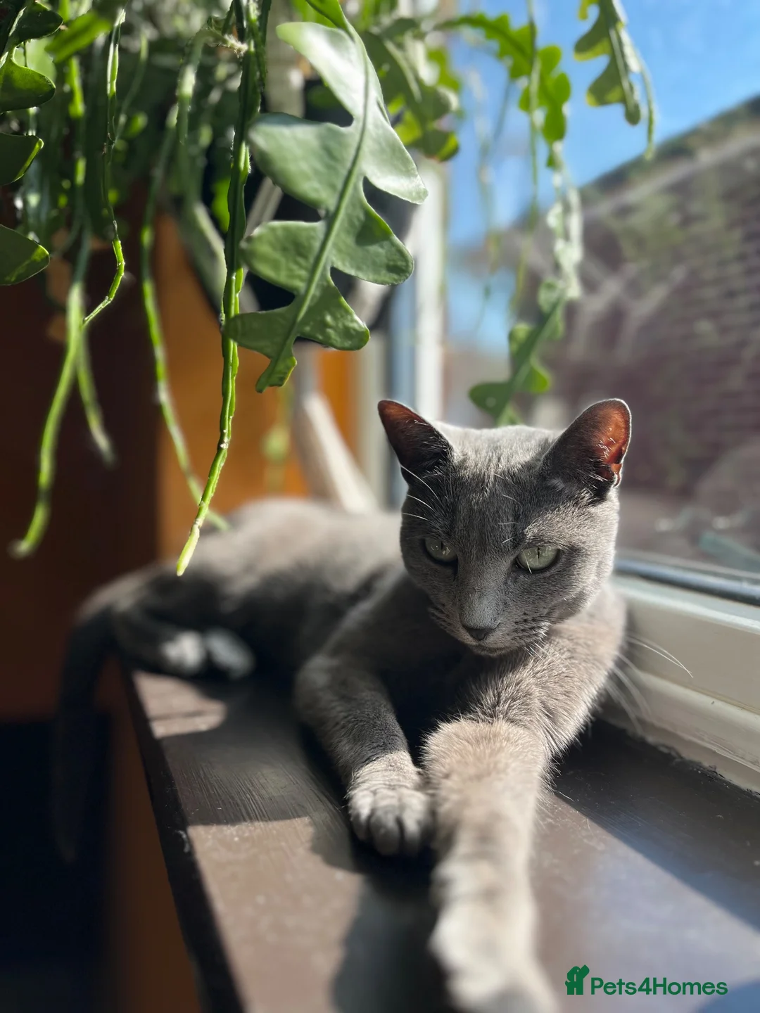Russian Blue cats for sale: Pedigree Russian Blue Kittens - Advert 20