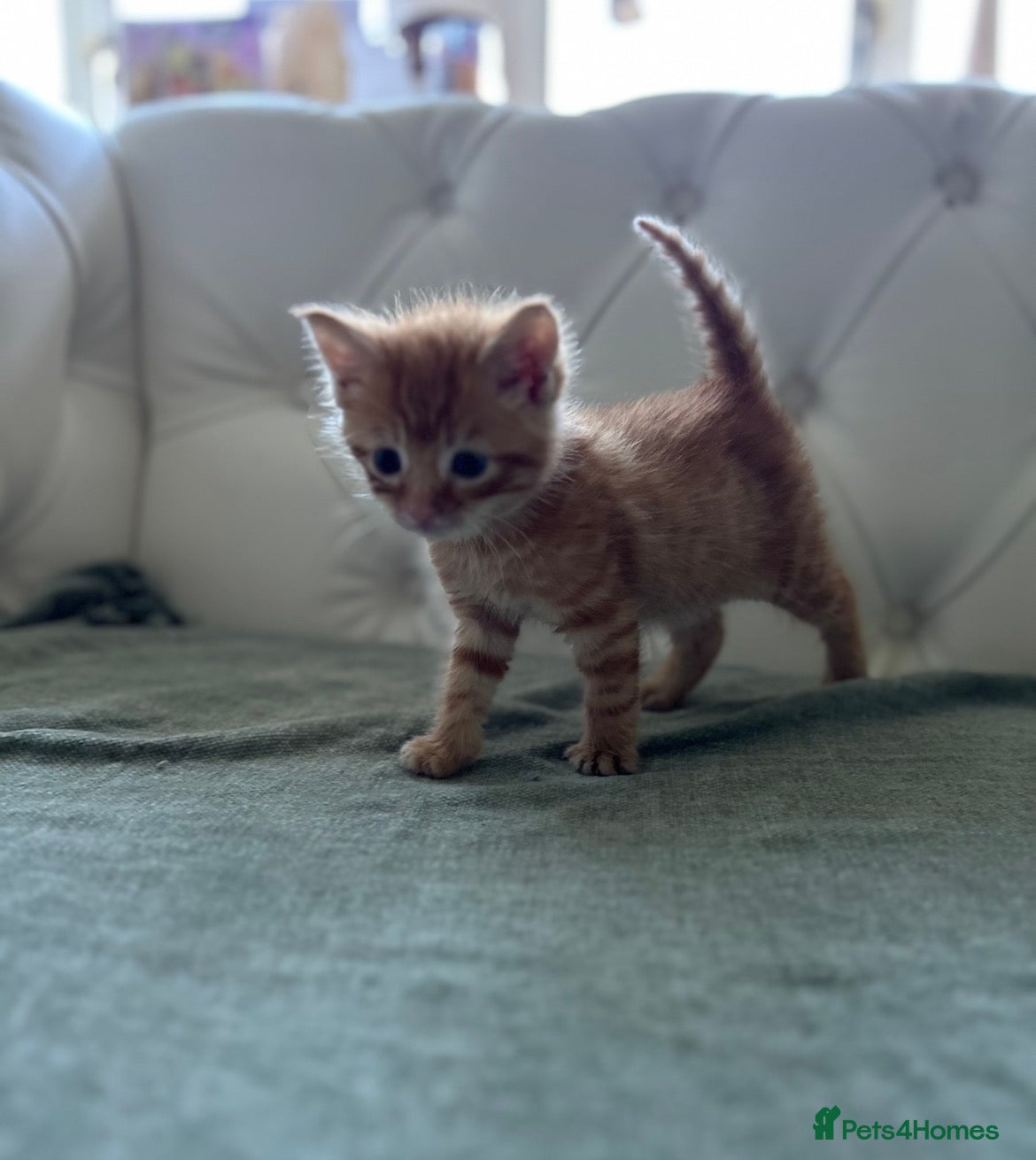 Mixed Breed cats Stunning and unique kittens - Advert 3