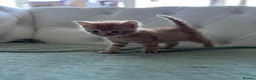 Mixed Breed cats for sale: Stunning and unique kittens - Advert 1