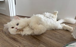British Longhair cats for sale: Beautiful rare British longhair boy 🩵 - Image 3