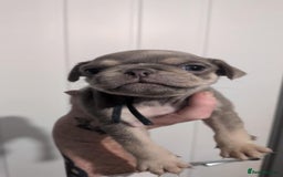 Pug dogs for sale: 2 left quality pug puppies  - Image 10