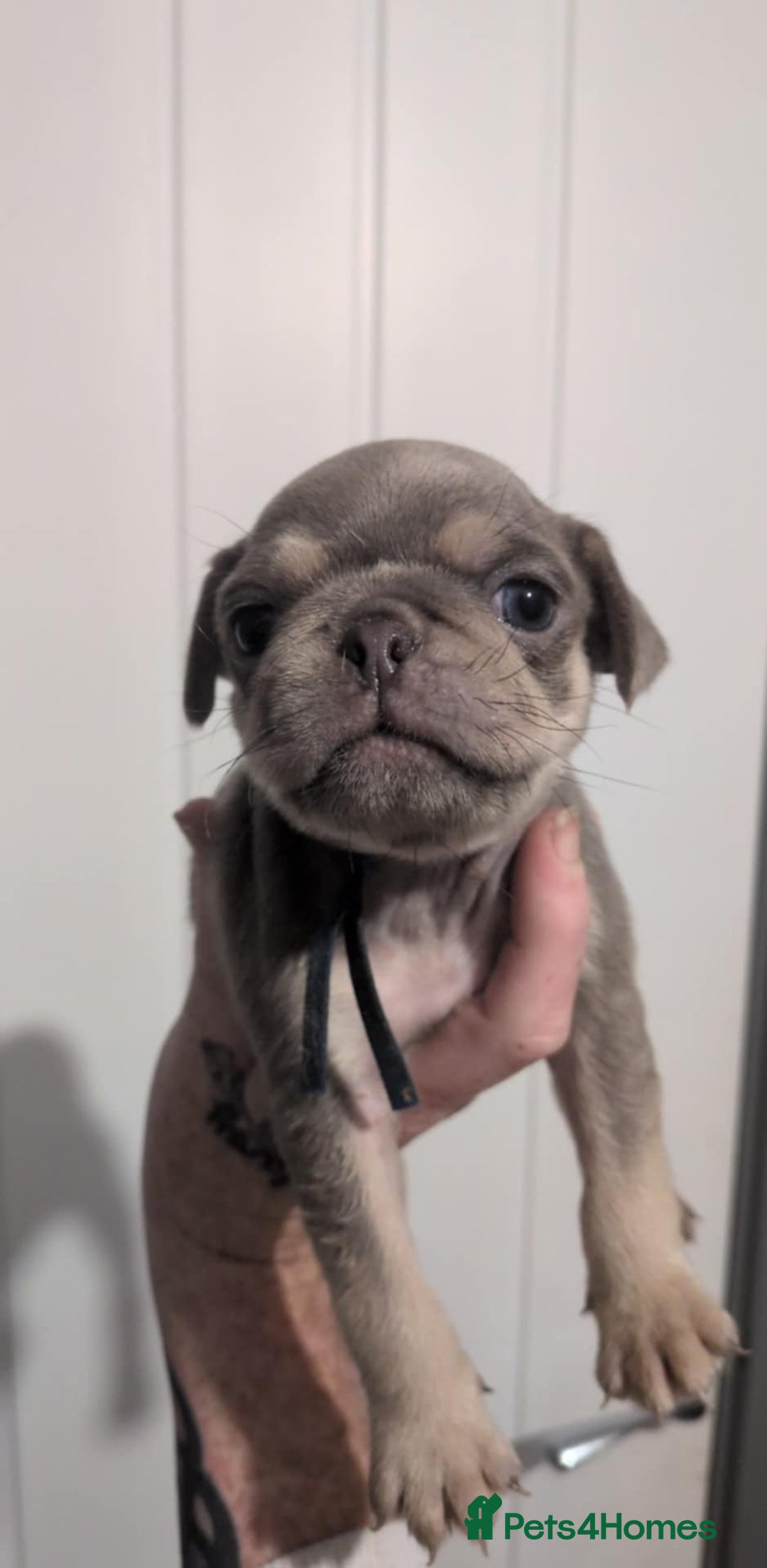 Pug dogs for sale: 2 left quality pug puppies  - Image 10
