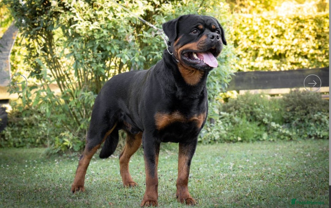 Rottweiler dogs for sale: Exclusive UK Rottweiler Puppy Champion Bloodlines - Image 6