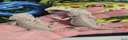 Bearded Dragon reptiles for sale: Zero Beardies het witblitz  - Advert 5