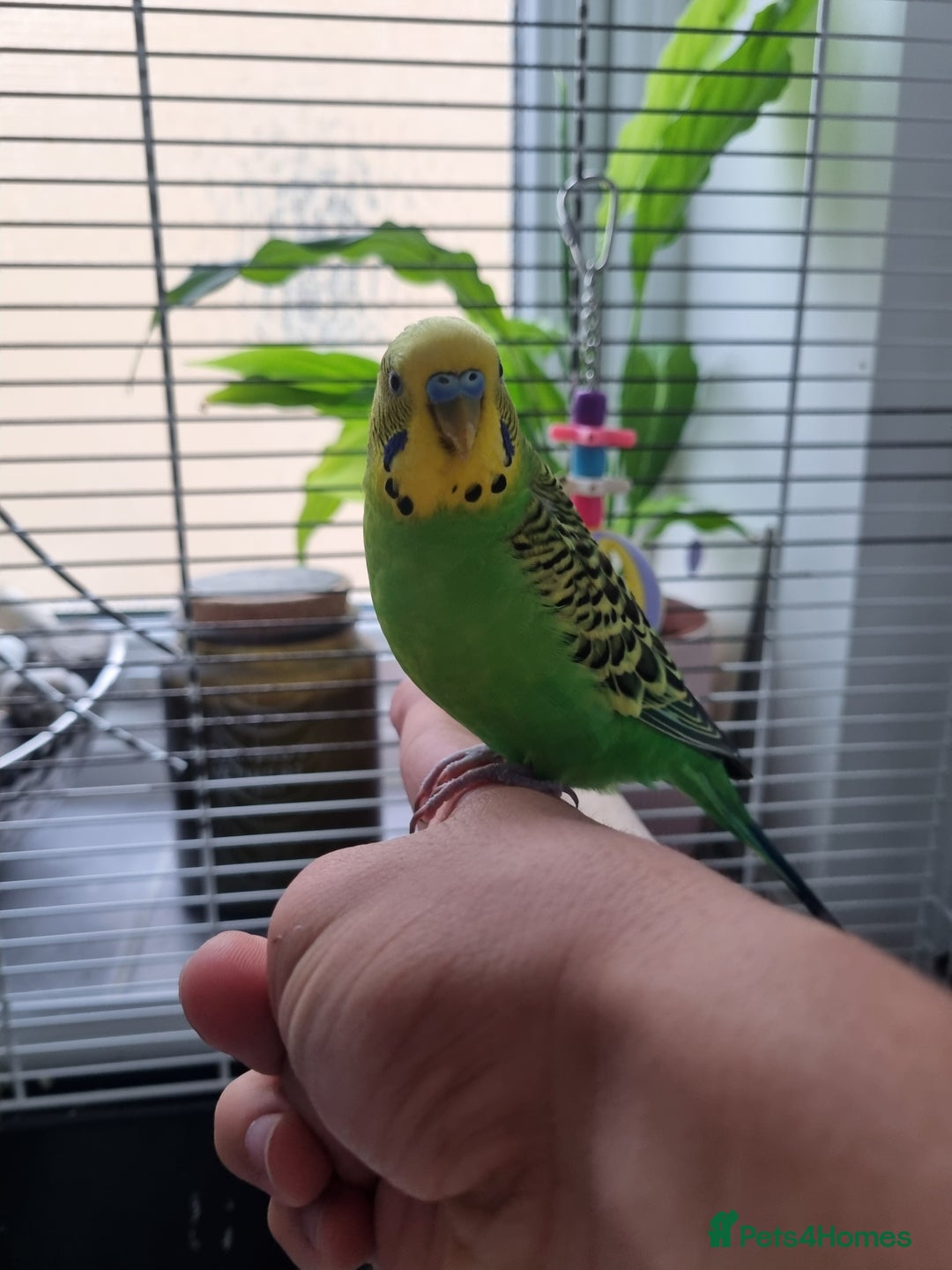 Budgerigars birds for sale: Budgerigar for sale - Image 2