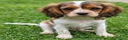 Mixed Breed dogs for sale: Three Roan Puppies Available  - Advert 3