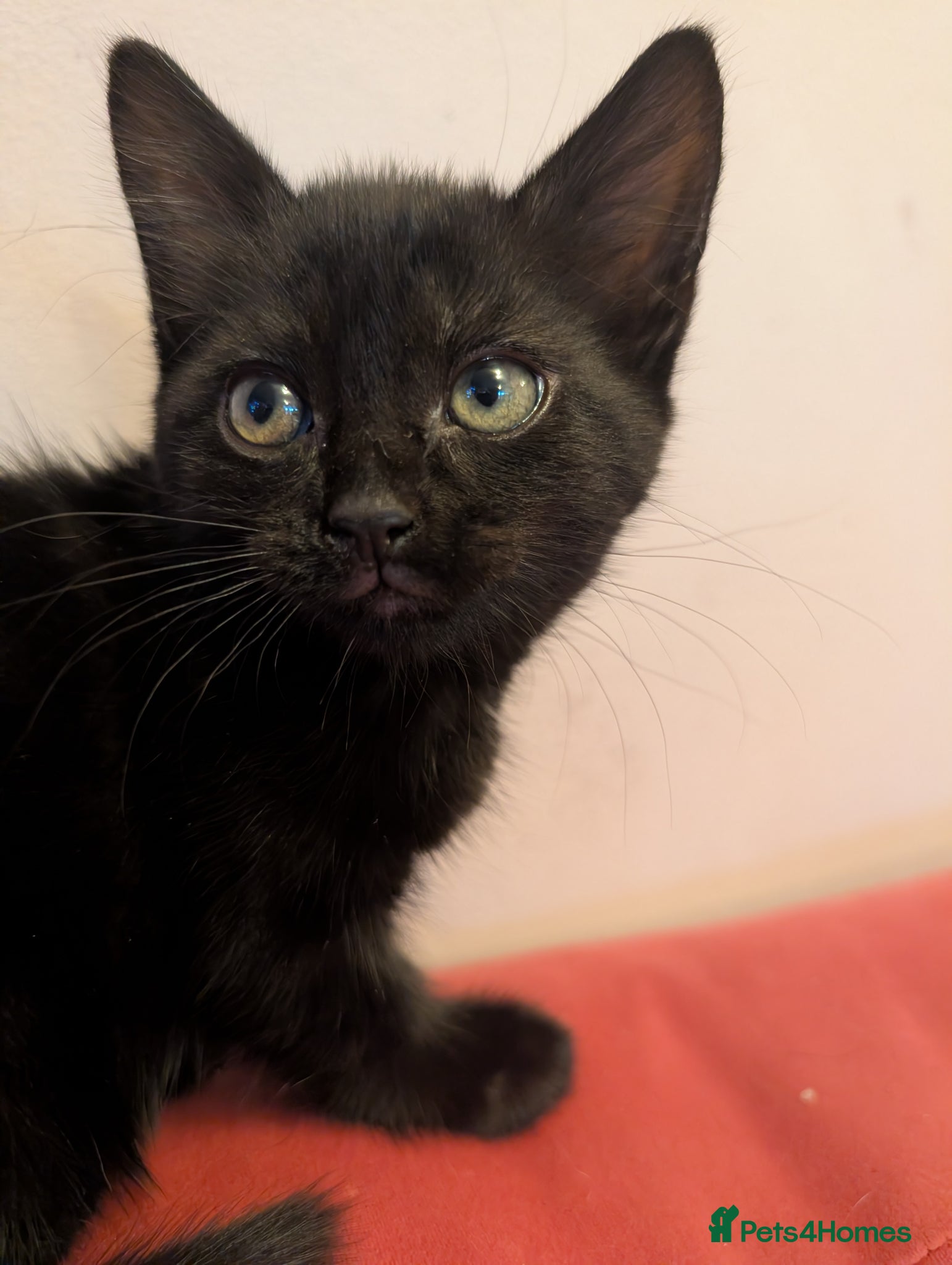 Domestic Shorthair cats for sale: 🖤 LAST KITTEN REMAINING – Midnight 🖤 - Advert 4