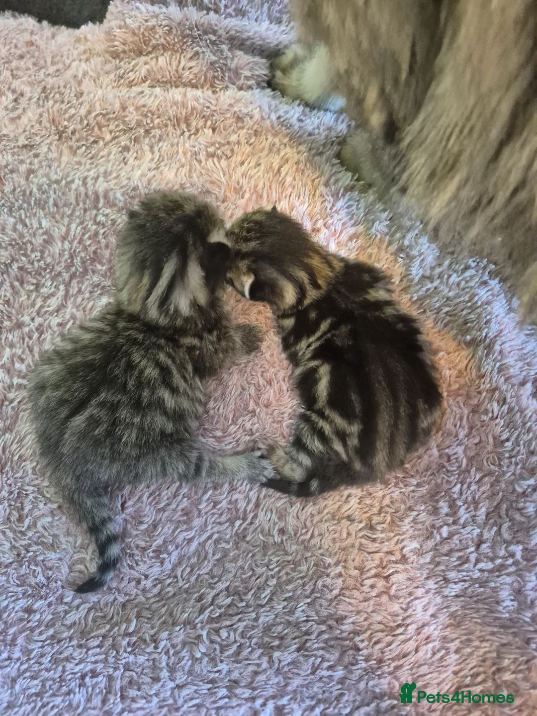 Persian cats for sale: Doll faced persian cross bengal  - Advert 2