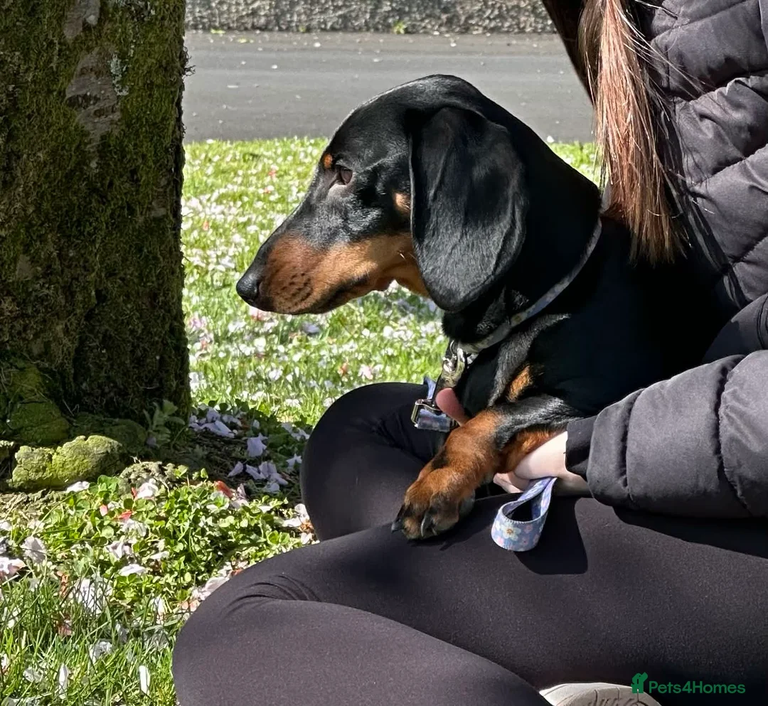 Dachshund dogs for sale: 6 Month Old KC Registered Female Dachshund  in Campbeltown - Advert 1