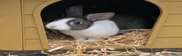 Dutch rabbits for sale: Baby Dutch Rabbits available - Advert 2