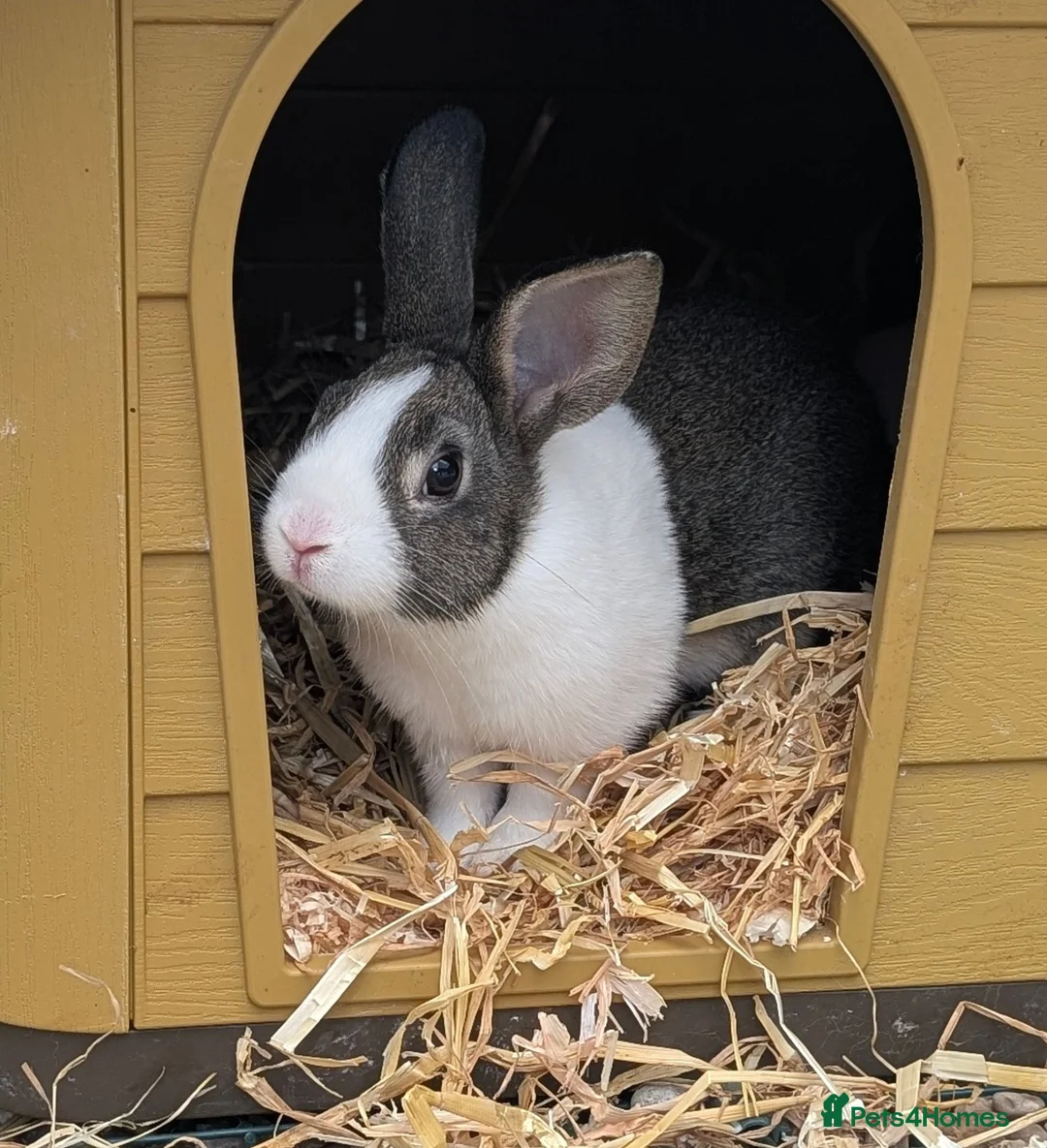 Dutch rabbits for sale: Baby Dutch Rabbits available - Advert 2