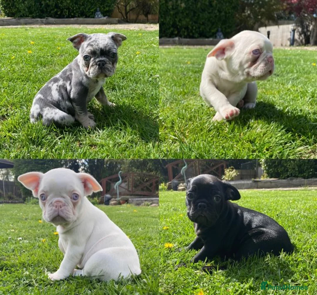 French Bulldog dogs for sale: Adorable French Bulldog Puppies for Sale 🐶❤️ - Advert 2