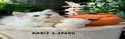 Ragdoll cats for sale: F1 100 % PURE FIFE REGISTRATION RAGDOLL KITTENS - Advert 17