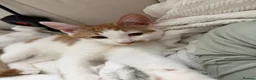 Mixed Breed cats for sale: Beautiful ginger malevaccinated+chipped+fw treated - Advert 12
