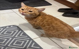 British Shorthair cats for sale: Beautiful ginger cat  - Image 2