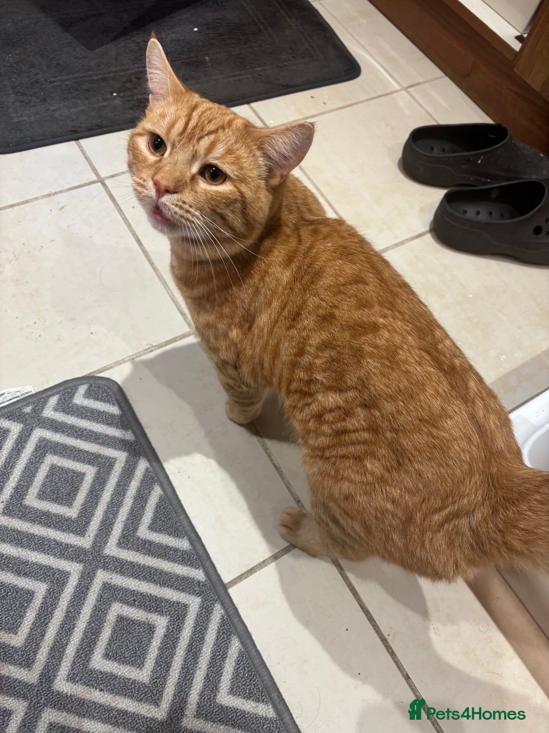 British Shorthair cats for sale: Beautiful ginger cat  - Image 2