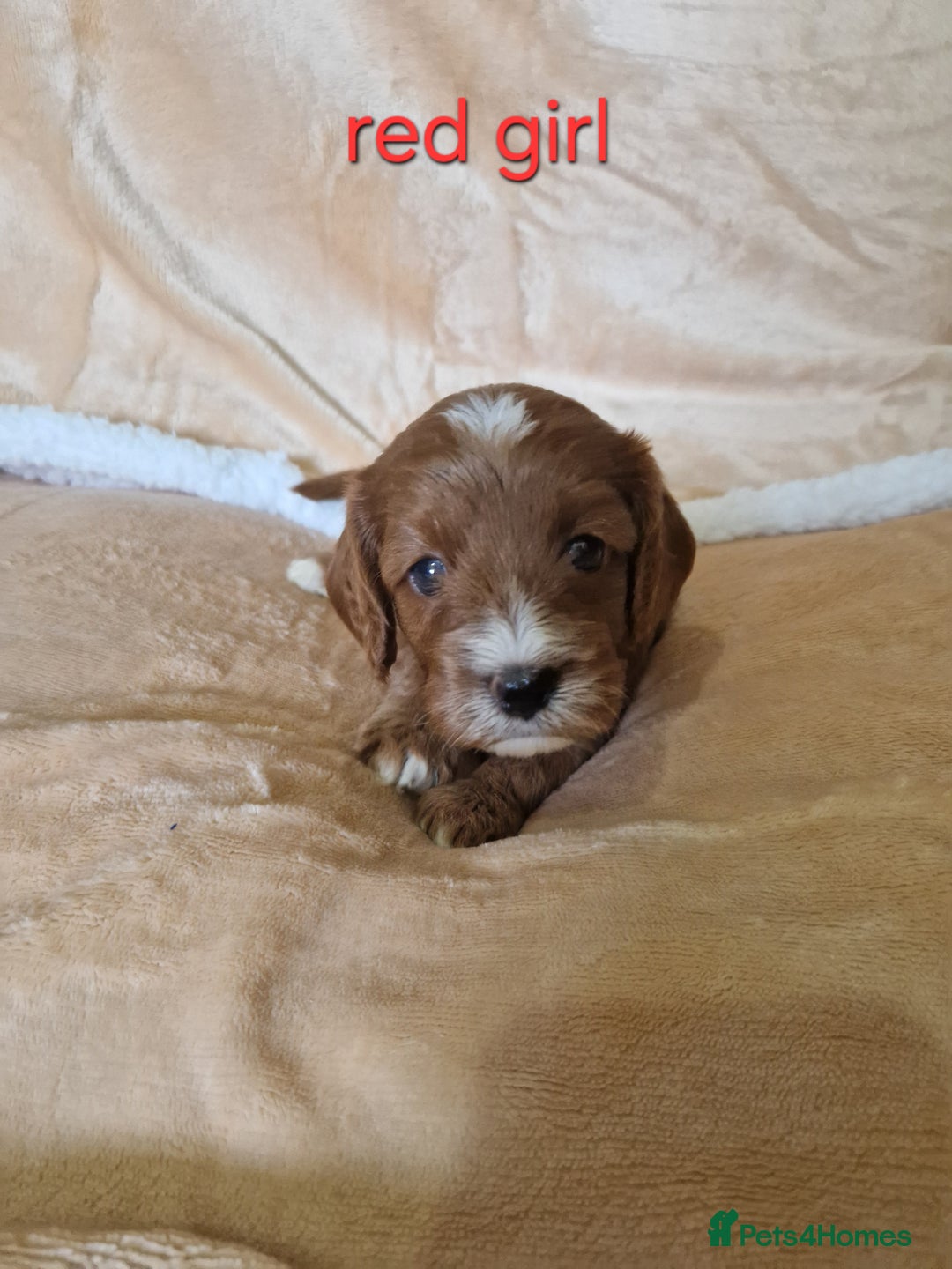 Cavapoo dogs for sale: Beautiful F1 cavapoo puppies - Image 14