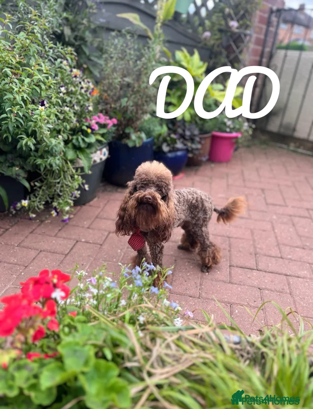 Maltipoo dogs for sale: 💝 Stunning Maltipoo girl 💝 - Advert 12