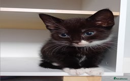 Mixed Breed cats for sale: Gorgeous kittens - looking for their forever home - Image 3