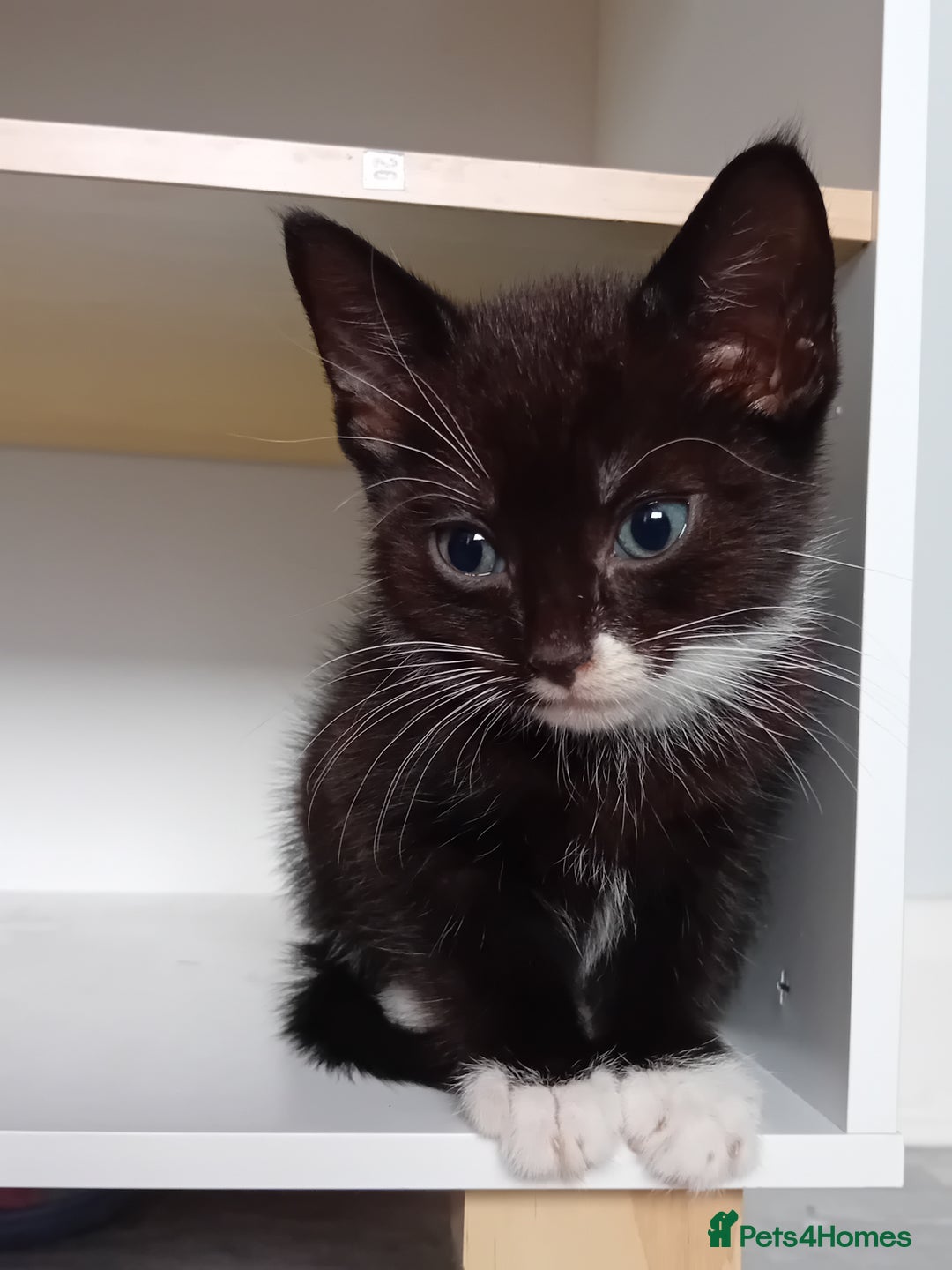 Mixed Breed cats for sale: Gorgeous kittens - looking for their forever home - Image 3