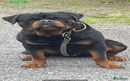 Rottweiler dogs for stud: Stunning KC registered fully health tested male   in Burnley - Image 6