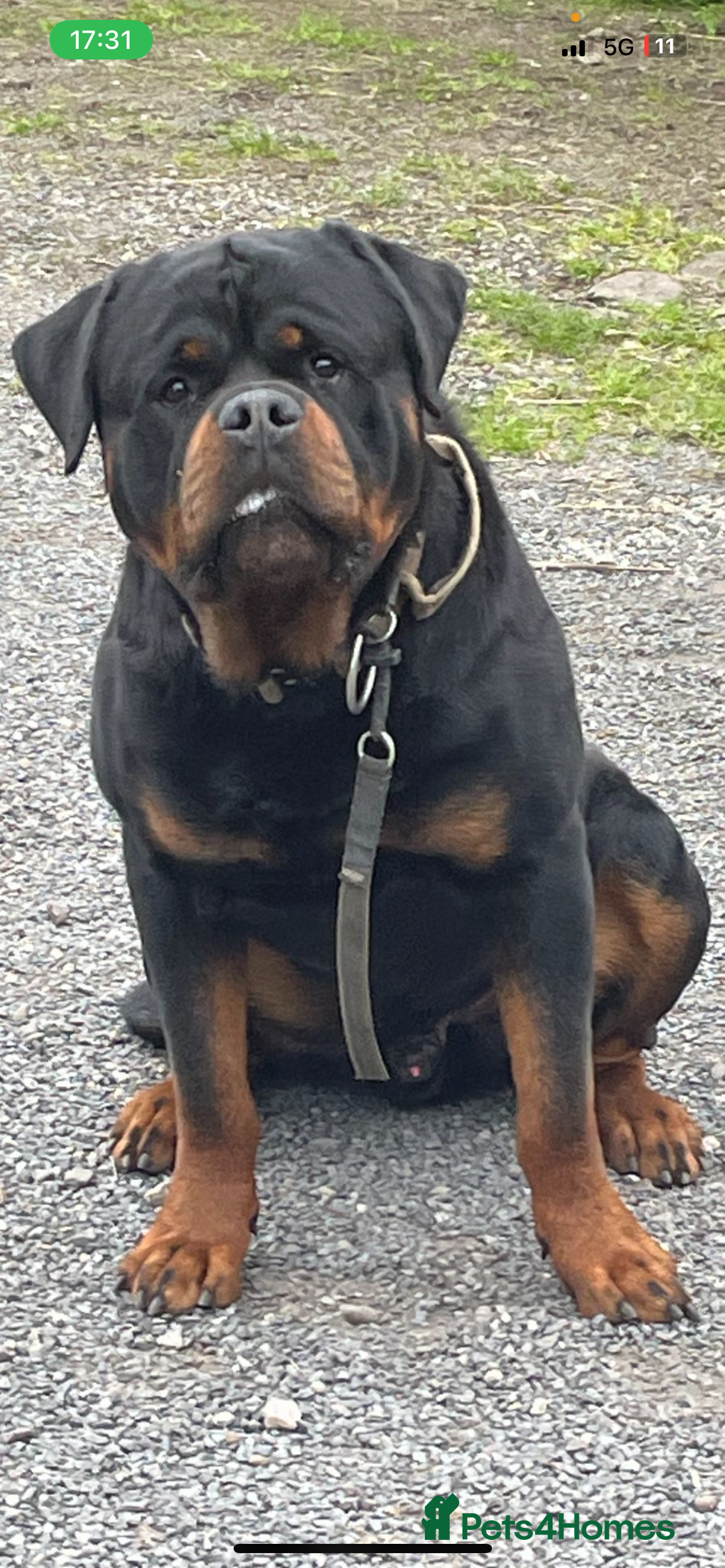 Rottweiler dogs for stud: Stunning KC registered fully health tested male   in Burnley - Image 6