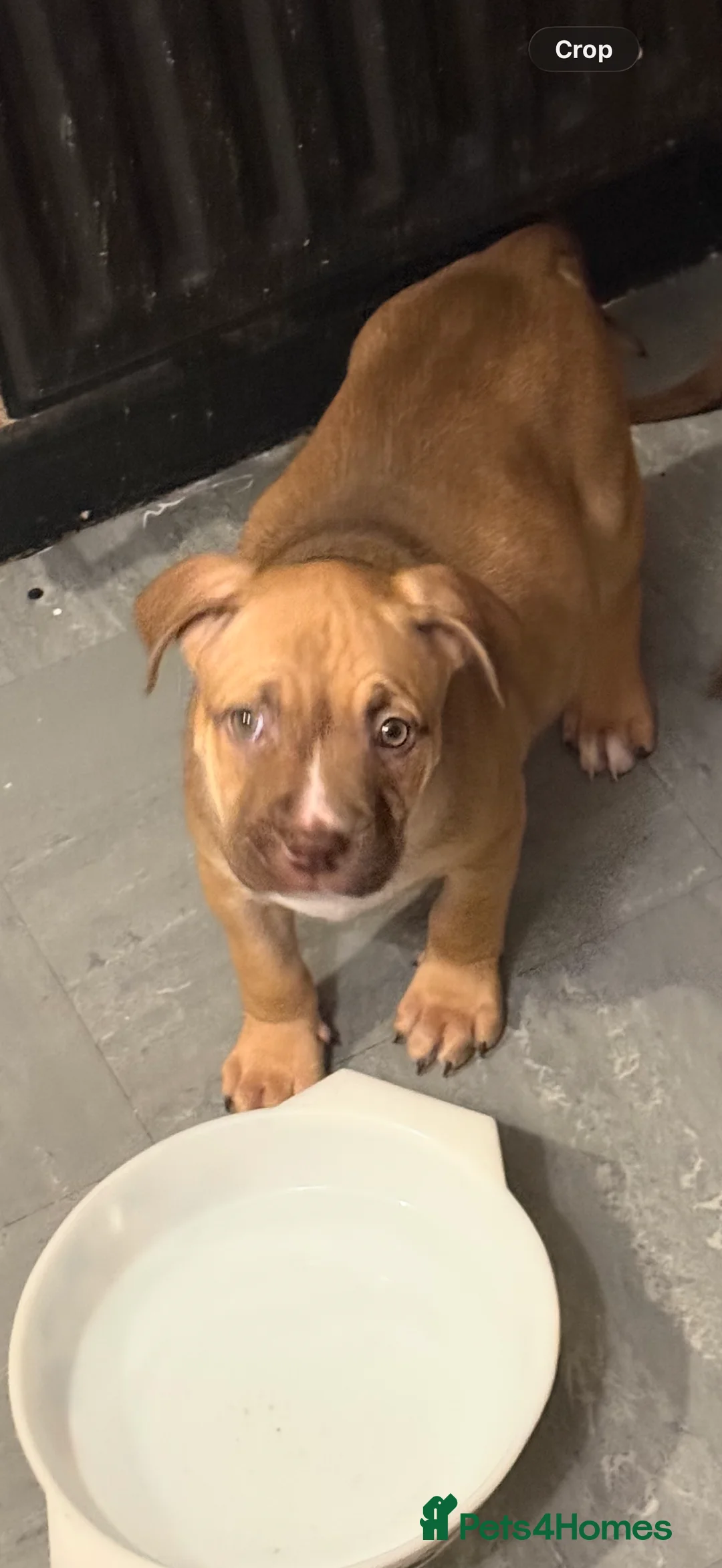 Mixed Breed dogs for sale: Cane Corso mixed  - Advert 2