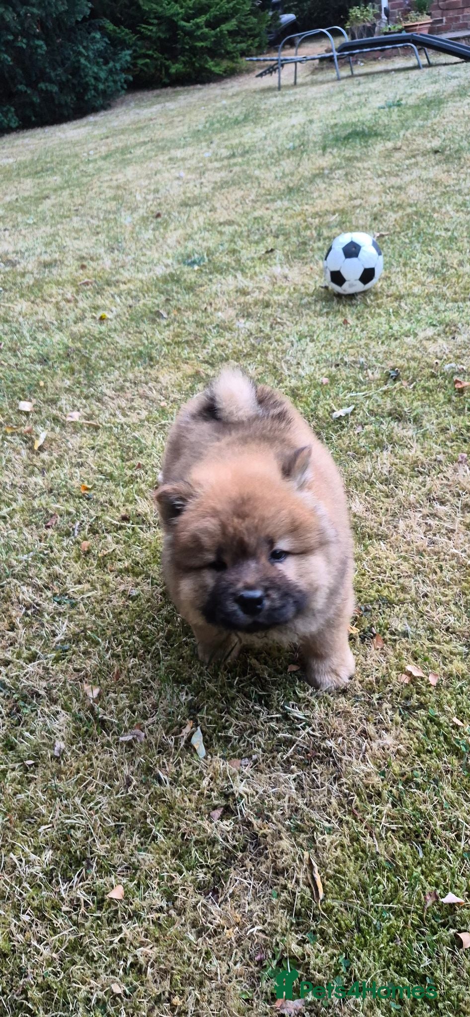 Chow Chow dogs Kc reg chow chow pups  - Advert 8