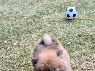 Chow Chow dogs Kc reg chow chow pups - Advert 1