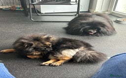 Pomeranian dogs for sale: Pure Fluffy Pomeranians - Image 1