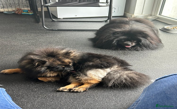 Pomeranian dogs - Advert 9