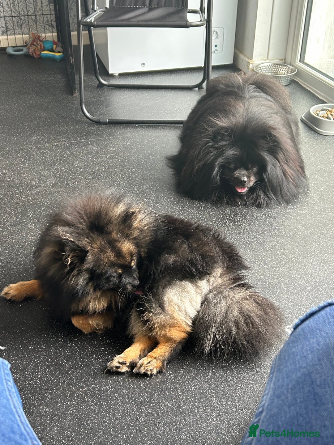 Pomeranian dogs for sale: Pure Fluffy Pomeranians - Image 1