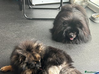 Pomeranian dogs for sale - Advert 1