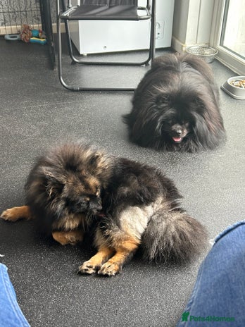 Pomeranian dogs - Advert 9