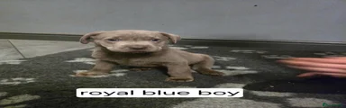 Royal blue silver boy 