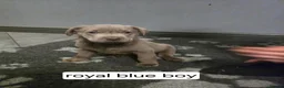 Labrador Retriever dogs for sale: Champion bloodline pedigree labrador silver charco - Advert 6