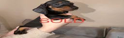Miniature Dachshund dogs for sale: Miniature Dachshunds - Advert 8