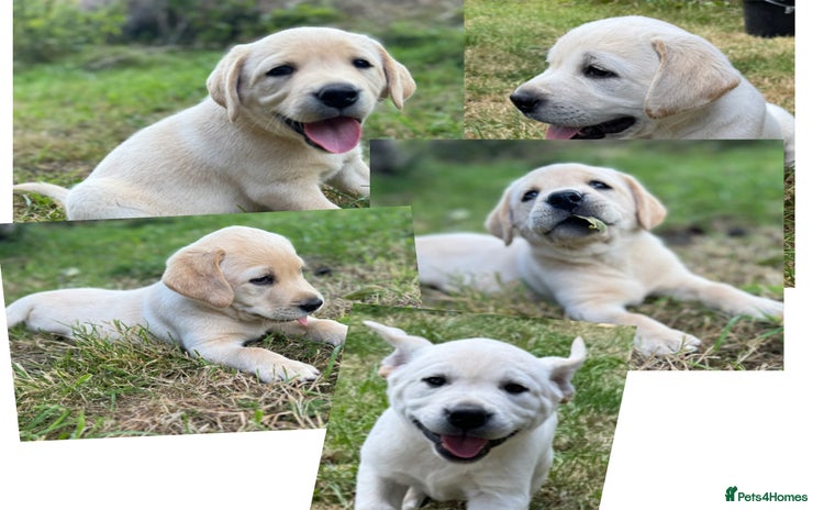 Labrador Retriever dogs - Advert 3